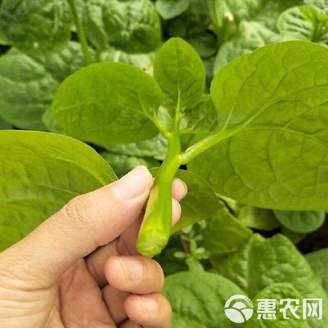 大叶木耳菜种子大叶豆腐菜耐热抗病春夏秋庭院盆栽种植蔬菜种子