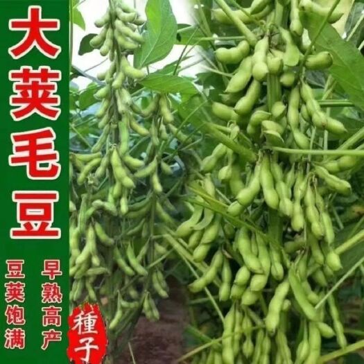 毛豆种子极早熟50天高青豆菜种子春季蔬菜种子特早王菜豆种籽