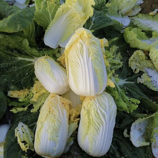 郸城县河南周口郸城县娃娃菜 黄心娃娃菜 自己种植产地直发 价格优惠