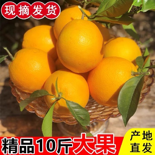 寻乌县【一件代发】赣州赣南脐橙水果新鲜当季整箱10斤大果江西手剥橙