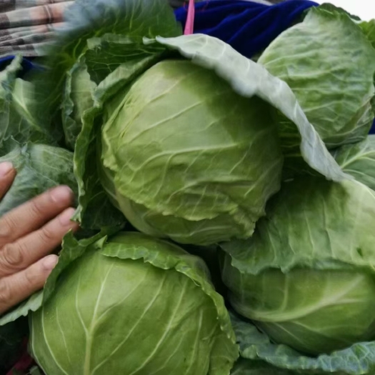 邯郸精品甘蓝