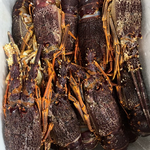 长沙生冻澳龙红龙岩龙虾只只保证质量不出肉不打水澳洲龙虾