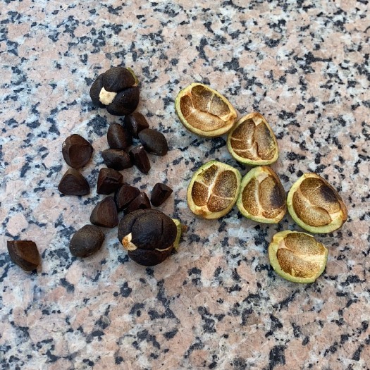 岑溪市油茶种子  茶籽