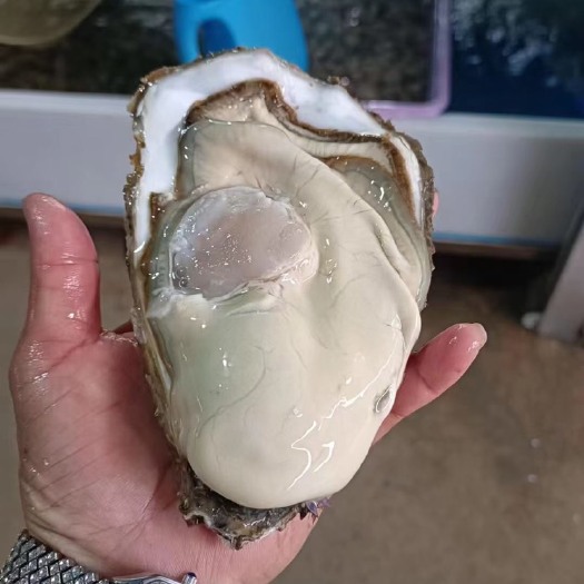 惠州精品乳山生蚝 牡蛎 大蚝 三倍体