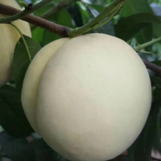 白如玉桃树苗  白如玉桃苗 嫁接苗 品质优良 留树时间长