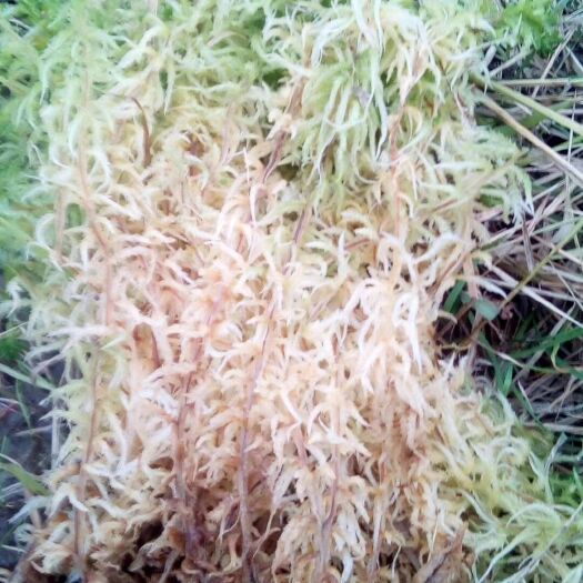 镇雄县优质国产水苔,海花草,蝴蝶兰石斛兰专用水苔,