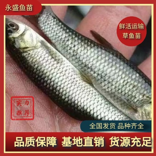 广州优质草鱼苗、鲩鱼苗、脆肉鲩鱼苗、渔场大规格批发