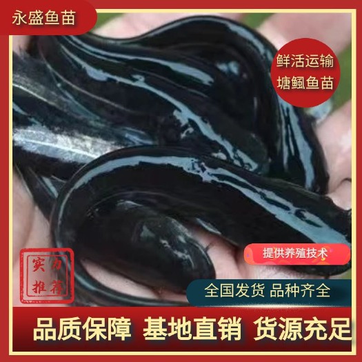 广州优质南方大口鲶鱼苗、杂交大口鲶鱼苗、二胡子鲶鱼、渔场大量批发