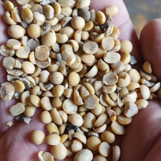 临清市二级瓣，膨化压榨的好原料，价格美丽