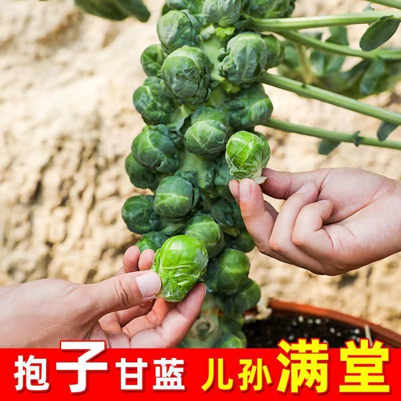 抱子甘蓝种子孢子甘蓝种子迷你小包菜种子