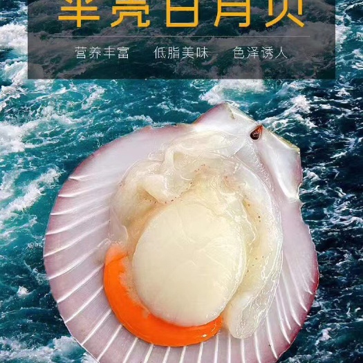 北海北海厂家一手半壳日月贝 飞螺 北部湾海域天然健康好食材 价优