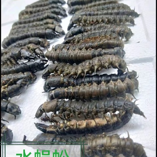 爬沙虫，水蜈蚣