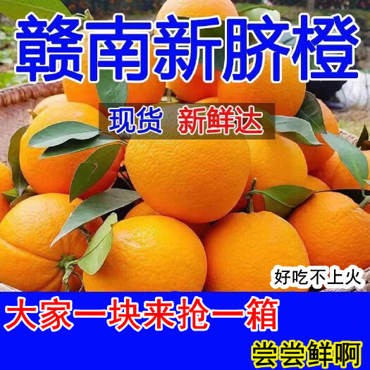 2023正棕江西赣南脐橙新鲜当季现摘赣州橙子精品水果手剥现货