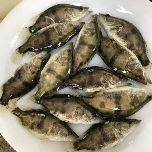 鱼苗批发 现货桂鱼苗 桂苗鳜鱼苗淡水鱼苗批发翘嘴鳜鱼苗