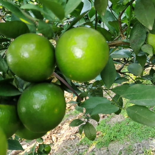 钟山县皇帝柑