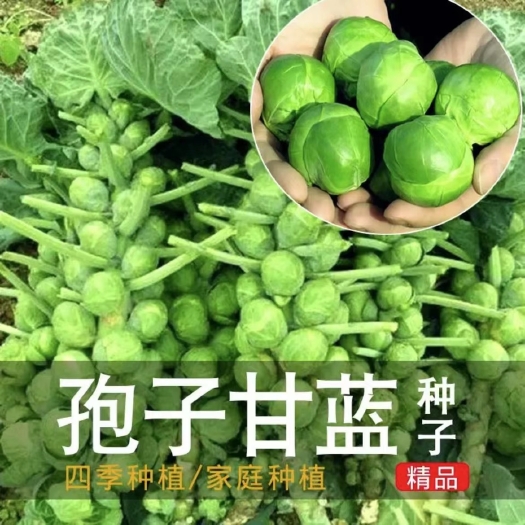 衡阳抱子甘蓝种子孢子甘蓝种子迷你小包菜种子