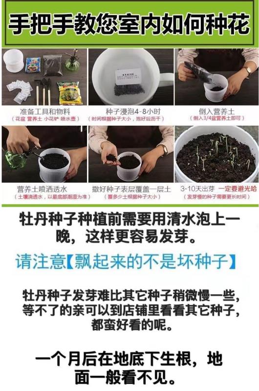 牡丹花种子庭院阳台庭院四季种室内盆栽室外地栽花卉植物种子
