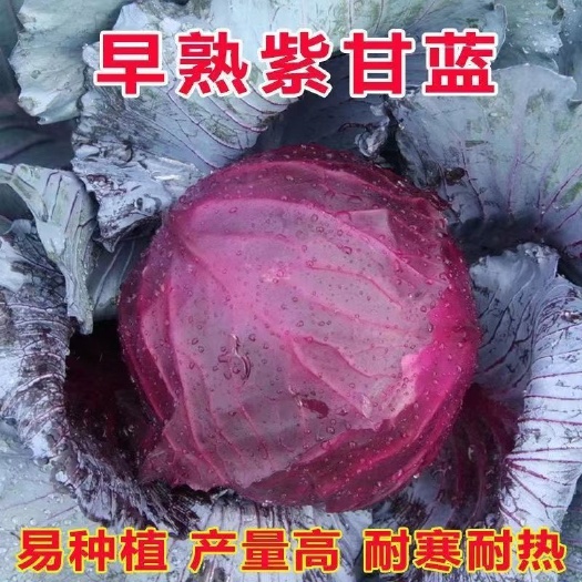 衡阳特色紫甘蓝种子紫包心菜卷心菜种农家大田种四季阳台盆栽蔬菜种籽