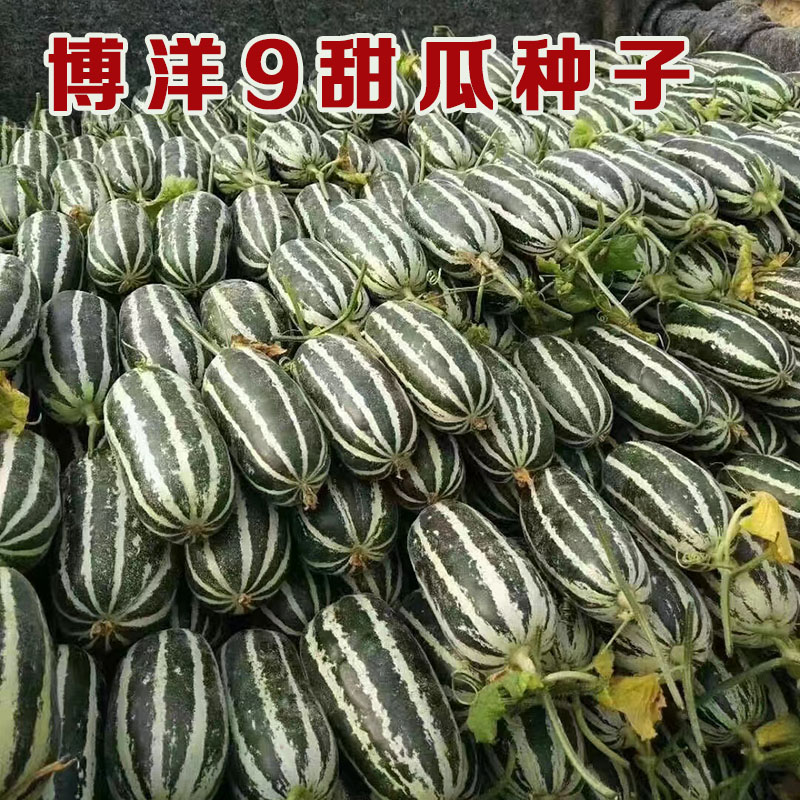 沭阳县博洋甜瓜种子博洋9甜瓜种子薄皮杂交一代中大型果白绿花皮