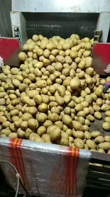 马铃薯v7，黄皮黄心，口感好，适合翻炒