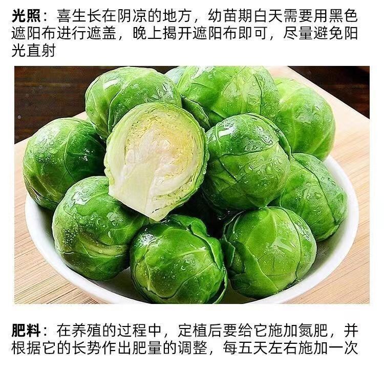 抱子甘蓝种子孢子甘蓝种子迷你小包菜种子