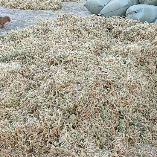 镇雄县优质国产水苔,海花草,蝴蝶兰石斛兰专用水苔,