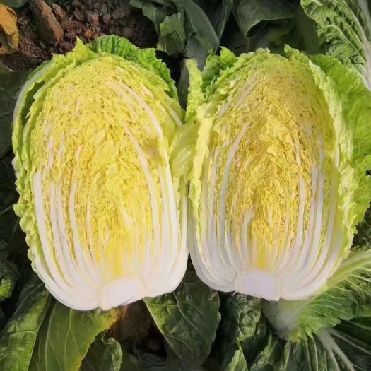 产地黄心白菜大量上市货源稳定价格便宜质量保证