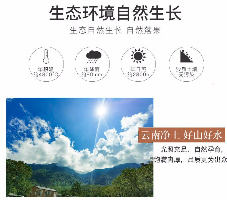 2022新货云南高山古树薄皮核桃超高品质批发零售代工代发大量