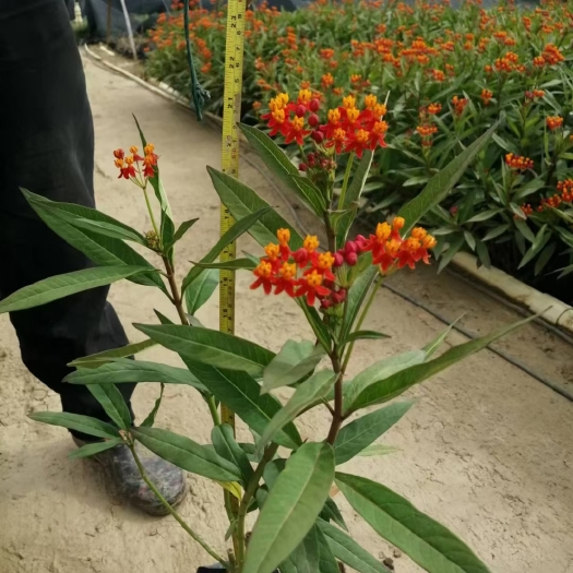 中山市广东中山 马利筋 批发优惠多多