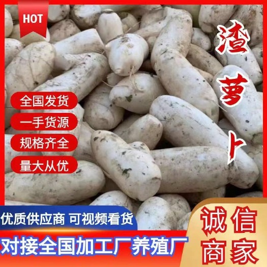 沙洋县【泥萝卜】渣萝卜光头萝卜次品萝卜，对接工厂，酱厂，养殖场