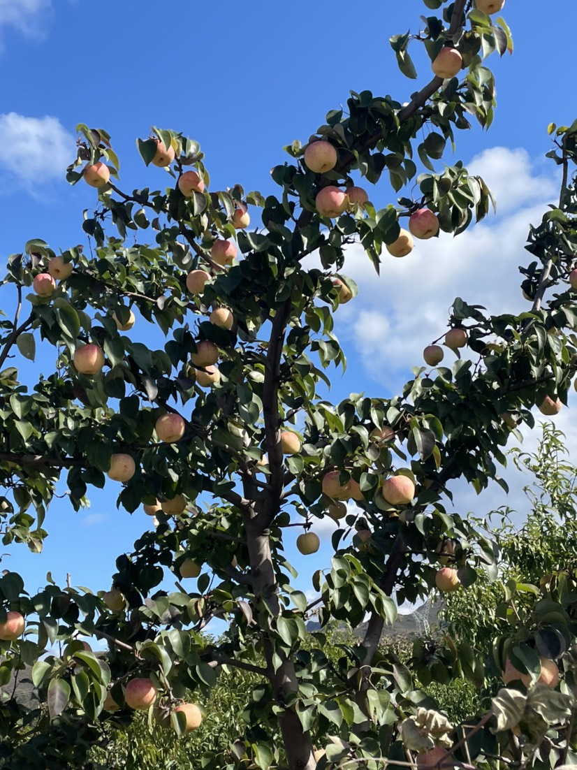 平谷茅山后佛见喜梨脆甜可口美味水果三斤普通装包邮