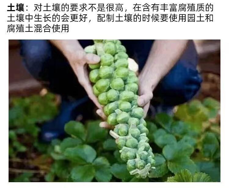抱子甘蓝种子孢子甘蓝种子迷你小包菜种子