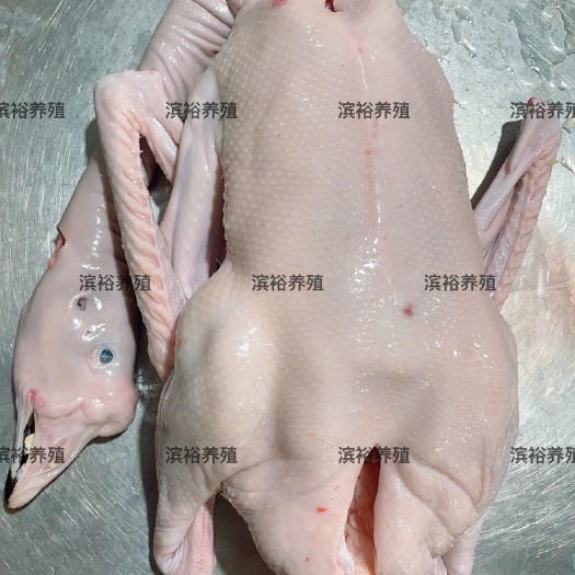 狮头鹅 白条鹅