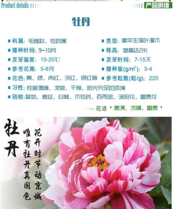 牡丹花种子庭院阳台庭院四季种室内盆栽室外地栽花卉植物种子