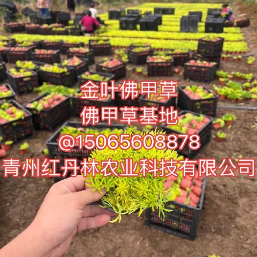 青州市金叶佛甲草#佛甲草基地#青州草花@青州红丹林