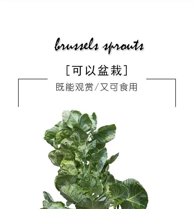 抱子甘蓝种子孢子甘蓝种子迷你小包菜种子
