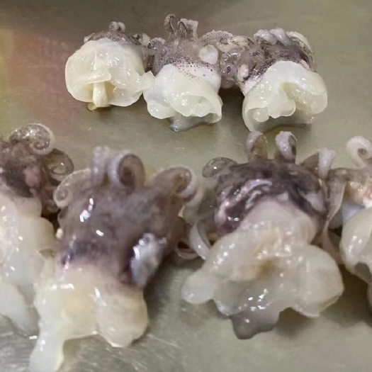 北海厂家一手墨鱼头 海菊花 花枝卷 性价比超高 适合各种餐饮