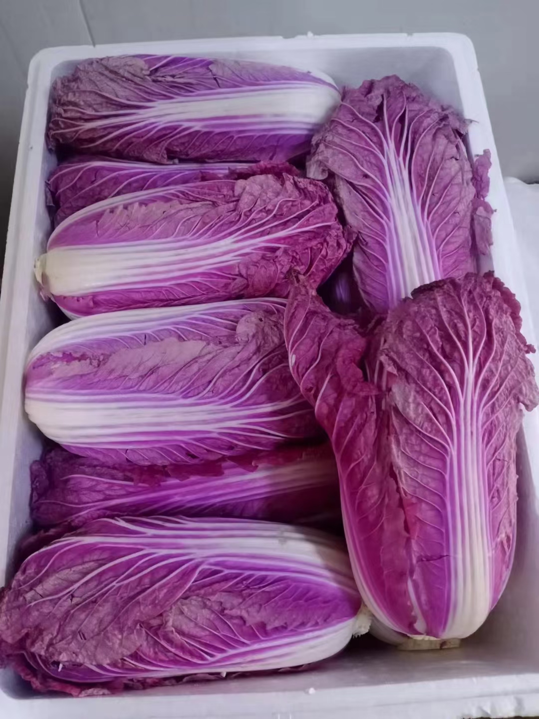 淄博精品紫白菜