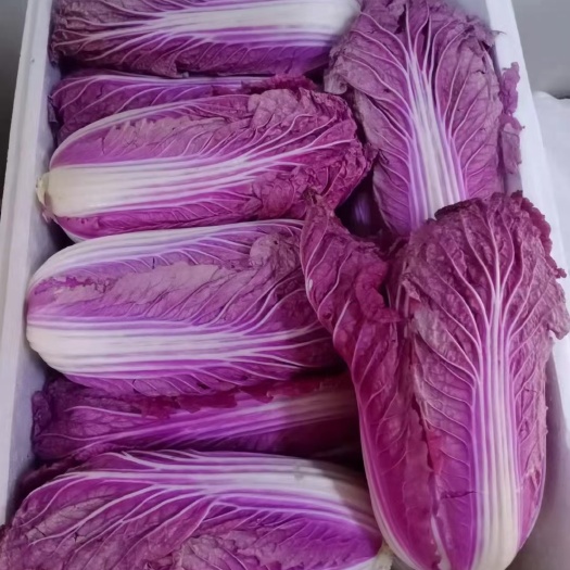 精品紫白菜