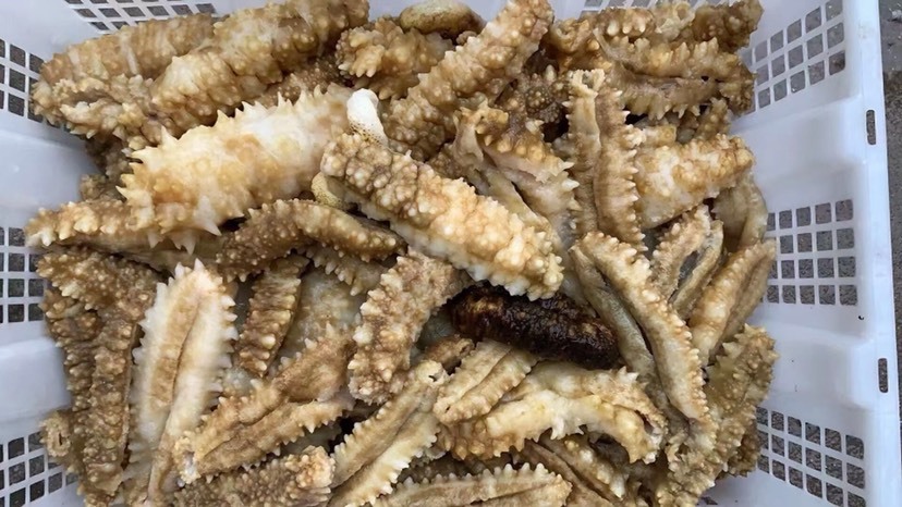 琼海市南海黄肉参
