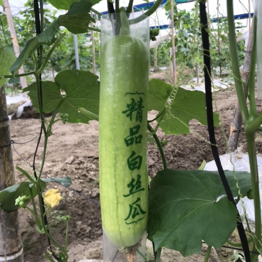 清流县大棚奶油白丝瓜