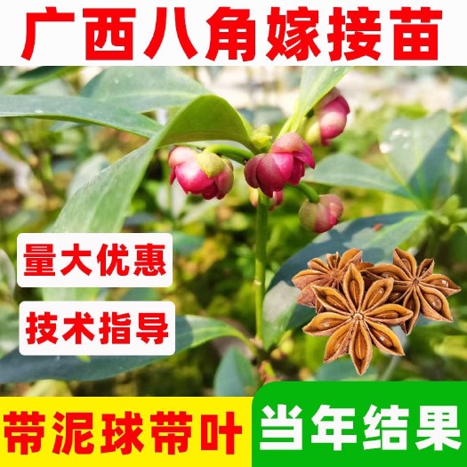 灵山县八角树苗正品嫁接苗产量高带土带叶发货广西基地批发自产自销包邮