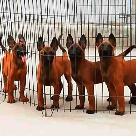 嘉祥县马犬，爆红马犬，纯种马犬，马犬幼犬，小马犬