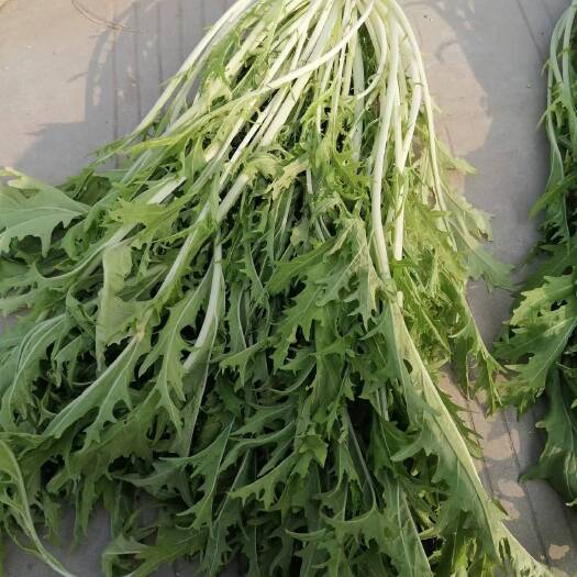 太和县大量供应精品雪里红
