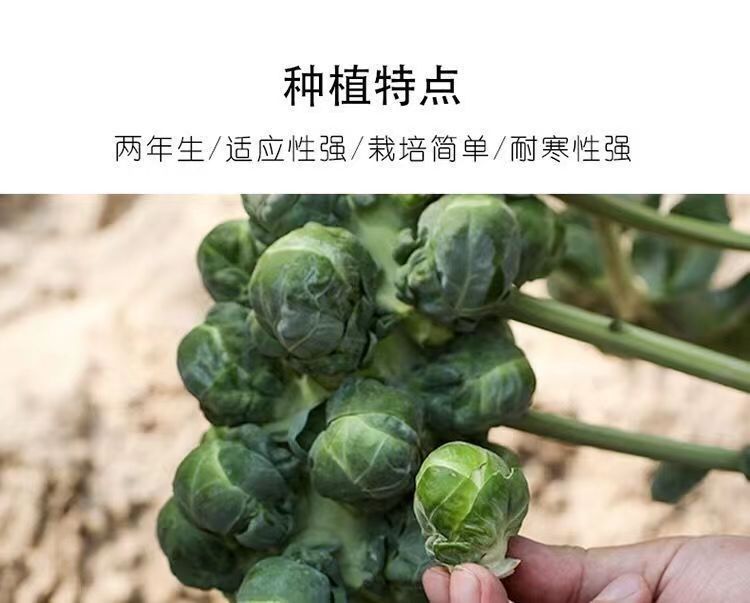 抱子甘蓝种子孢子甘蓝种子迷你小包菜种子