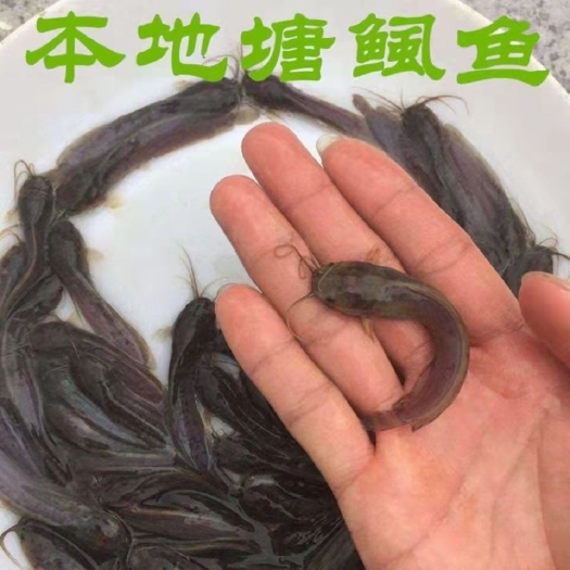 佛山正宗本地塘鲺鱼苗 三黄塘鲺 塘角鱼苗 杂交塘鲺 胡子鲶 发货