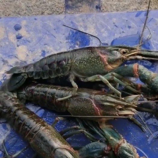 漳州澳洲淡水龙虾，蓝龙虾2.5-4两每只