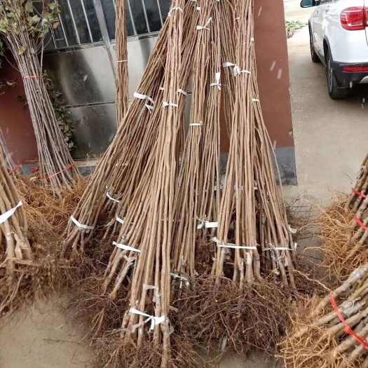 武陟县柿子树批发，柿子苗批发