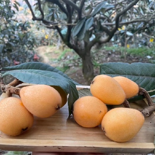 米易县攀枝花早中枇杷。果子随圆型，甜度高，常温储存一周左右