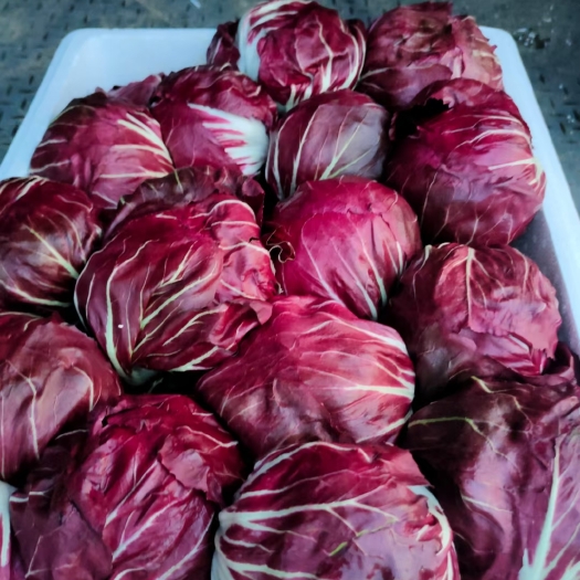 淄博精品紫菊，红球